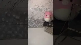 piggies! 