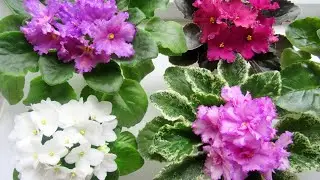 THIS IS THE WAY YOUR VIOLIES WILL ALWAYS BLOOM!! FLOWER CAPS! THE SECRET IS IN THIS!!