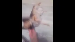 Команды : Переворот и танцуй