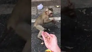 Кормим обезьянок