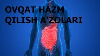 OG'IZ BO'SHLIG'IDA OVQAT HAZM BO'LISHIDA SO'LAK BEZLARINING AHAMIYATI |  СЎЛАК БЕЗЛАРИНИНГ АҲАМИЯТИ