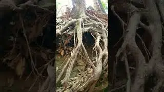 Wild Bonsai Tree Nepal #short