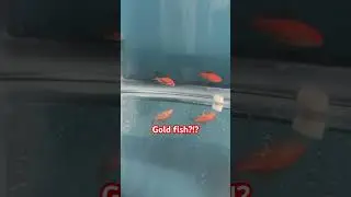 What kind of fish are these ?! #pets