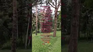 Эти деревья нужно обнимать.... Ставь❤С любовью. Миа🧚‍♀️🪄❤