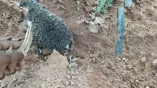 نجاح سقي النعناع بالتنقيط… لكن المفاجأة الكبرى: ليس الفأر! القنفذ 🦔 هو الفاعل!