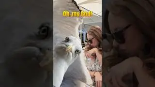 Attacked by a seagull at lunch! #seagull #attack