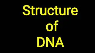 Structure of DNA