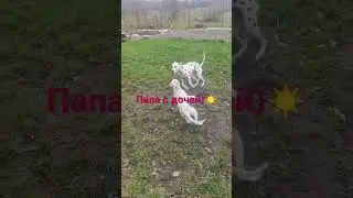 #далматин