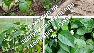 Можно ли заглублять взрослую рассаду перца при высадке в грунт? Да или нет???