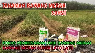 BAWANG MERAH SUPER LATO LATO || Tanaman bawang merah umur 50 hari