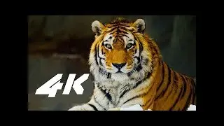 4k videos Beauty of Nature for 1 hour 4k movies 4K Ultra HD Video for 4k oled tv
