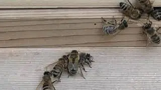 Removing propolis