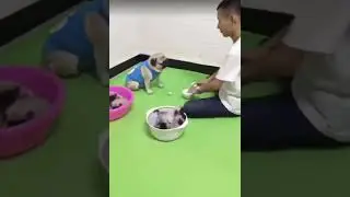 Игра в наперстки с умной собачкой😁