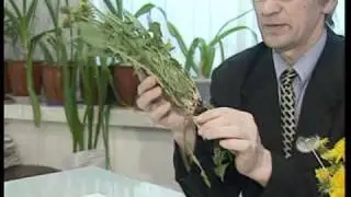 Taraxacum officinale (Одуванчик лекарственный)