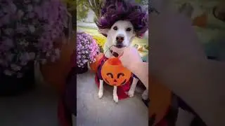 #shorts I put a spell on you and now your minel!!!#halloween #pet #pup