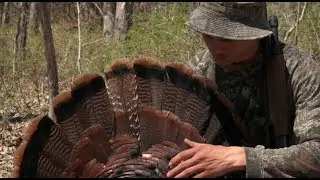 So you want to hunt turkeys? You'll need these tips!