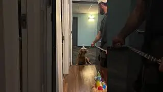 I gave my dog a staycation for her birthday! 