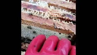 Where does so much honey come from?