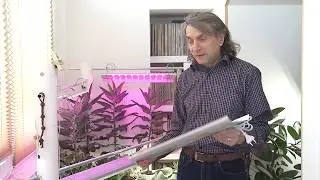Фитосветильник 