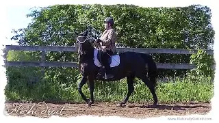 Fléchi droit by a naturally gaited fox trotting horse