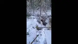 Медведи в Белоярском