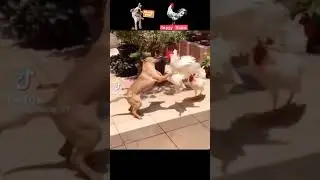 roaster vs dog like, subscribe & share