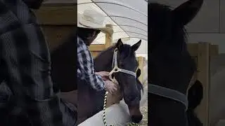 Yegua no se deja agarrar, tiene miedo del humano. La cabezada ya le apretaba la garganta