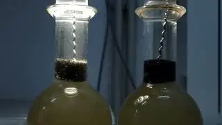 Paramecium caudatum for fish. Дуже багато інфузорій для годування.