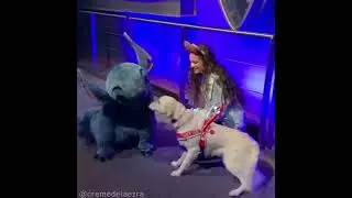 Cute Dog meets stitch 😂😂#shorts