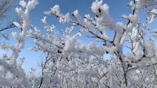 Морозное утро , 2 часа расслабляющие пение синичек . Relaxing singing tits.