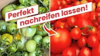 So werden grüne Tomaten im Herbst doch noch rot 🍅💪Verlängere die Tomatensaison!