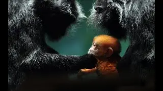How effective is the monkey experiment? Is it against humanitarianism? # popular science # knowledge