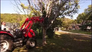 Pushing Over a Dead Tree vs Felling with Chainsaw