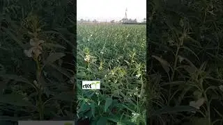 ખેડૂત 🌴 ખેતીવાડી 🌾 શિયાળુ તલ