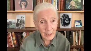Dr. Jane Goodall Voices Her Continued Support for Professor Muhammad Yunus