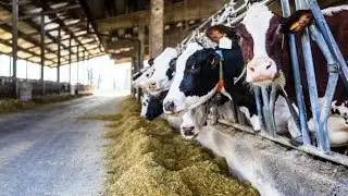 pakistan ma Australiansy biggest cows imported ki gyi ||highly Milking record 60 liter per day