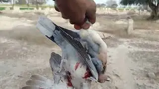Hunting video 2023 | hunting in Pakistan | hunting zone 786