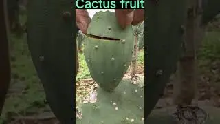 This Cactus Fruit Is Very Sweet 