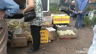 Птичий рынок в Малоярославце.