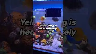 Yellow Tang Healing in Isolation box