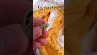 Рак Чикибряк 