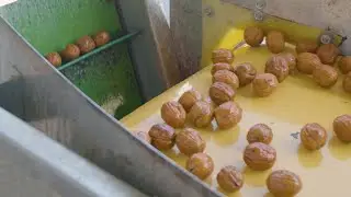 Yeşil Ceviz Soyma, Boylama ve Paketleme Hattı - AKY Technology