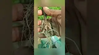 pomegranate nursery in Karnataka 7892742324