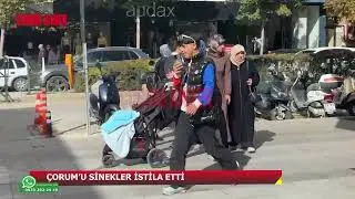 Çorum'u sinekler istila etti