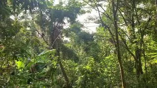 Monkeys on Doi Suthep: 20-30 jumping around the tree tops