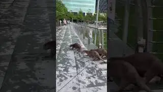 Family of Otters on their way to ✨IMPORTANT BUSINESS✨ 