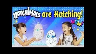 Интерактивный питомец, вылупляющийся из яйца Пингвинчик Hatchimals Хетчималс