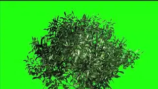 Tree green screen video, Green screen tree, tree green screen effect kinemaster, P-32