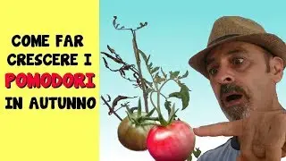 COME FAR CRESCERE I POMODORI IN AUTUNNO