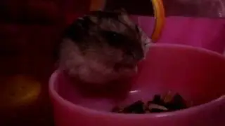 Khosho is Eating